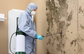 Trusted Northbrook, IL Mold Removal & Remediation Experts